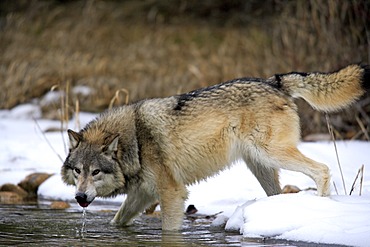 Wolf (Canis lupus), water, snow, winter, Montana, USA