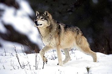 Wolf (Canis lupus), foraging, snow, winter, Montana, USA