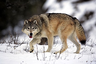 Wolf (Canis lupus), foraging, snow, winter, Montana, USA