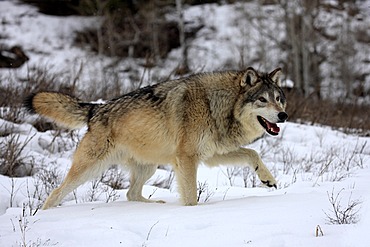 Wolf (Canis lupus), foraging, winter, snow, Montana, USA