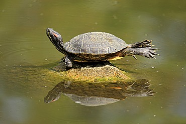 Red-eared slider (Trachemys scripta elegans), sunbathing on rocks in water, Mannheim, Germany, Europe