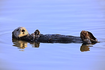 Sea otters (Enhydra lutris), adult, female, in water, Monterey, California, USA