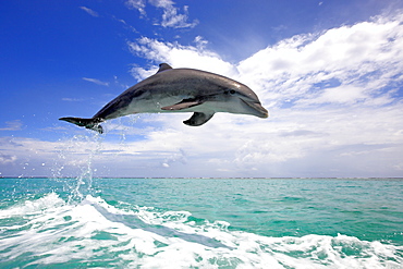 Bottlenose Dolphin (Tursiops truncatus), adult, jumping out of the sea, Roatan, Honduras, Caribbean, Central America, Latin America