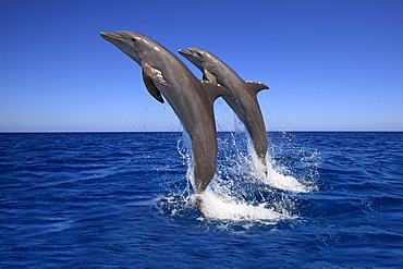 Two Bottlenose Dolphins (Tursiops truncatus), adult, jumping out of the sea, Roatan, Honduras, Caribbean, Central America, Latin America