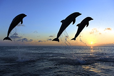 Three Common Bottlenose Dolphins (Tursiops truncatus), adult, leaping at sunset, Roatan, Honduras, Caribbean, Central America, Latin America