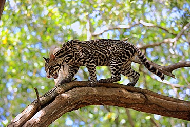 Ocelot (Leopardus pardalis), adult, male, tree, Honduras, South America