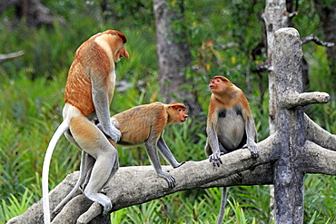 Three Proboscis Monkeys or Long-nosed monkeys (Nasalis larvatus), mating, Labuk Bay, Sabah, Borneo, Malaysia, Asia