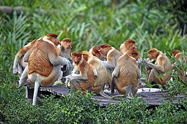 Proboscis Monkeys or Long-nosed monkeys (Nasalis larvatus), group, Labuk Bay, Sabah, Borneo, Malaysia, Asia