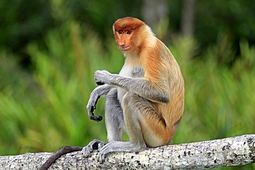 Proboscis Monkey or Long-nosed monkey (Nasalis larvatus), male, on tree, Labuk Bay, Sabah, Borneo, Malaysia, Asia