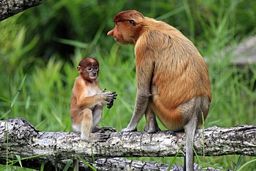 Proboscis Monkey or Long-nosed monkey (Nasalis larvatus), mother with young, Labuk Bay, Sabah, Borneo, Malaysia, Asia