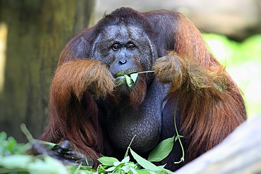 Bornean orangutan (Pongo pygmaeus), male, feeding, Singapore, Asia