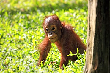 Orangutan (Pongo pygmaeus), young, Singapore, Asia