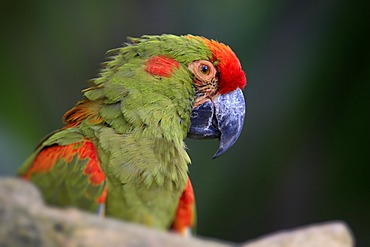 Red-fronted Macaw (Ara rubrogenys), portrait, Singapore, Asia