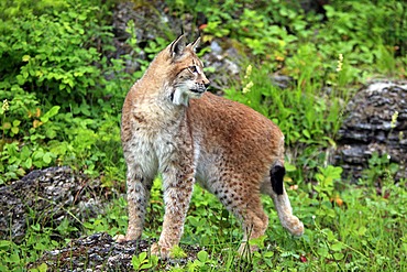 Eurasian Lynx (Lynx lynx), female, adult, Montana, USA, North America