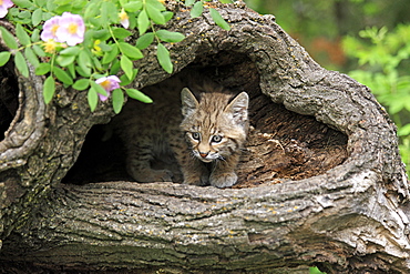 Bobcat (Lynx rufus), kitten, eight weeks, den, tree trunk, Montana, USA, North America