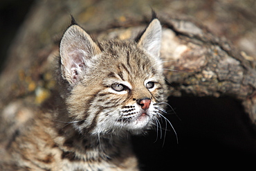 Bobcat (Lynx rufus), kitten, eight weeks, portrait, den, tree trunk, Montana, USA, North America