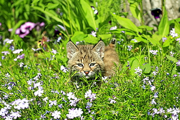 Bobcat (Lynx rufus), kitten, eight weeks, flowery meadow, Montana, USA, North America