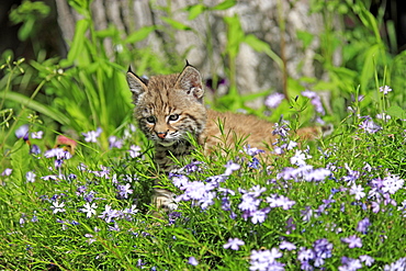 Bobcat (Lynx rufus), kitten, eight weeks, flower meadow, Montana, USA, North America