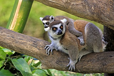 Ring-tailed Lemur (Lemur catta), mother with young, Berenty Reserve, Madagascar, Africa