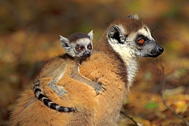 Ring-tailed Lemur (Lemur catta), mother with young, Berenty Reserve, Madagascar, Africa