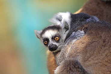 Ring-tailed Lemur (Lemur catta), juvenile, Berenty Reserve, Madagascar, Africa