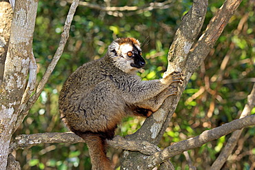 Red-fronted Lemur (Lemur fulvus rufus), adult in a tree, Berenty Reserve, Madagascar, Africa