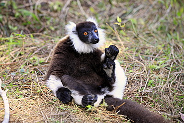 Black-and-white Ruffed Lemur (Varecia variegata), adult sitting on the ground, Madagascar, Africa