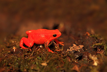 Golden Mantella Frog (Mantella aurantiaca), foraging, Madagascar, Africa