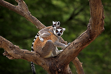 Ring-tailed Lemurs (Lemur catta), mother and young in a tree, Madagascar, Africa