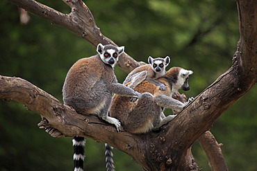 Ring-tailed Lemurs (Lemur catta) with an infant in a tree, Madagascar, Africa