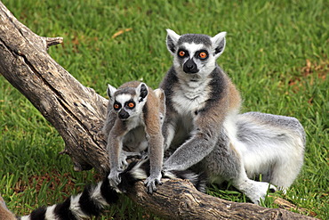 Ring-tailed Lemurs (Lemur catta), mother and young, Madagascar, Africa