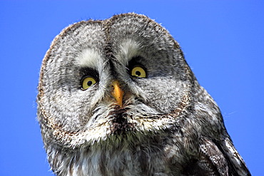 Great Grey Owl or Lapland Owl (Strix nebulosa), adult, portrait, Germany, Europe