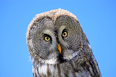 Great Grey Owl or Lapland Owl (Strix nebulosa), adult, portrait, Germany, Europe