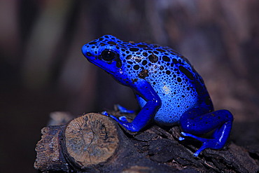 Blue poison dart frog (Dendrobatus tinctorius azureus), adult, South America