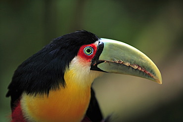 Green-billed Toucan or Red-breasted Toucan (Ramphastos dicolorus), adult, portrait, Pantanal, Brazil, South America