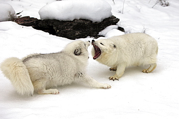 Two Arctic foxes, white foxes, polar foxes or snow foxes (Vulpes lagopus formerly Alopex lagopus), adults fighting, social behaviour, in the snow, Montana, North America, USA