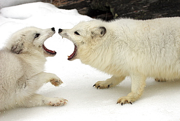 Two Arctic foxes, white foxes, polar foxes or snow foxes (Vulpes lagopus formerly Alopex lagopus), adults fighting, social behaviour, in the snow, Montana, North America, USA