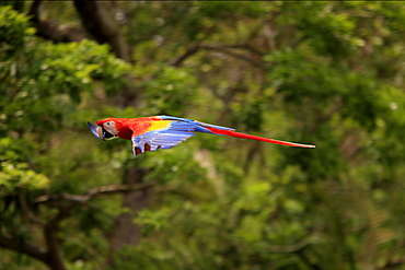 Scarlet Macaw (Ara macao), adult, flying past rainforest, Roatan, Honduras, Caribbean, Central America, Latin America