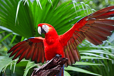 Scarlet Macaw (Ara macao), adult, perched on a lookout with its wings spread, Roatan, Honduras, Caribbean, Central America, Latin America