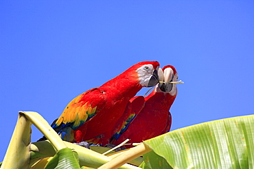 Scarlet Macaws (Ara macao), adult pair perched on a banana tree, passing on a gift, Roatan, Honduras, Caribbean, Central America, Latin America