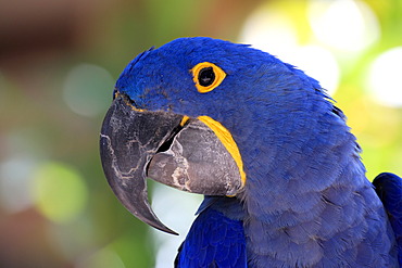 Hyacinth Macaw or Hyacinthine Macaw (Anodorhynchus hyacinthinus), adult, portrait, Miami, Florida, USA