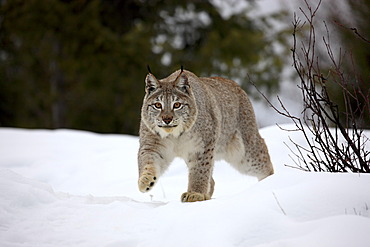 Lynx (Felis lynx), adult, searching for food in the snow, Montana, USA