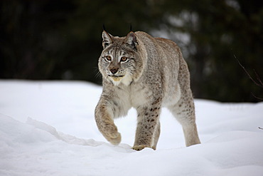 Lynx (Felis lynx), adult, searching for food in the snow, Montana, USA