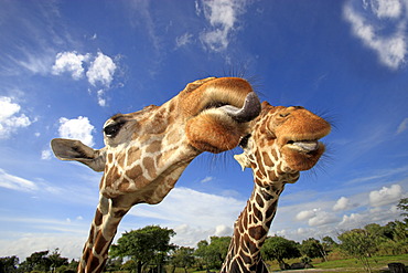 Two Reticulated Giraffes (Giraffa camelopardalis reticulata), adult, portrait, in captivity, Florida, USA