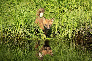 North American Red Fox (Vulpes fulva), cub at the water's edge, Minnesota, USA