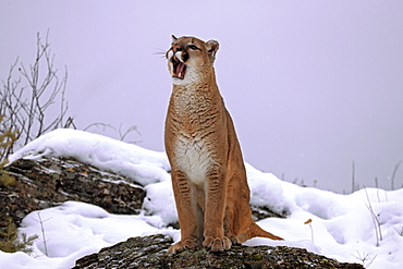 Cougar or Puma (Puma concolor, Felis concolor), adult, with mouth open, snow, Montana, USA