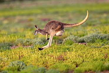 Red Kangaroo (Macropus rufus), adult, jumping, Tibooburra, Sturt National Park, New South Wales, Australia