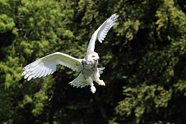 Snowy owl (Nyctea scandiaca), adult in flight, Germany, Europe