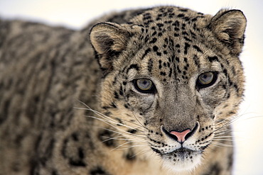 Snow leopard (Uncia uncia), adult, portrait, snow, captive, Montana, USA