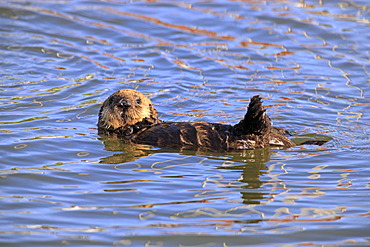 Sea otter (Enhydra lutris), young in the water, Monterey, California, USA